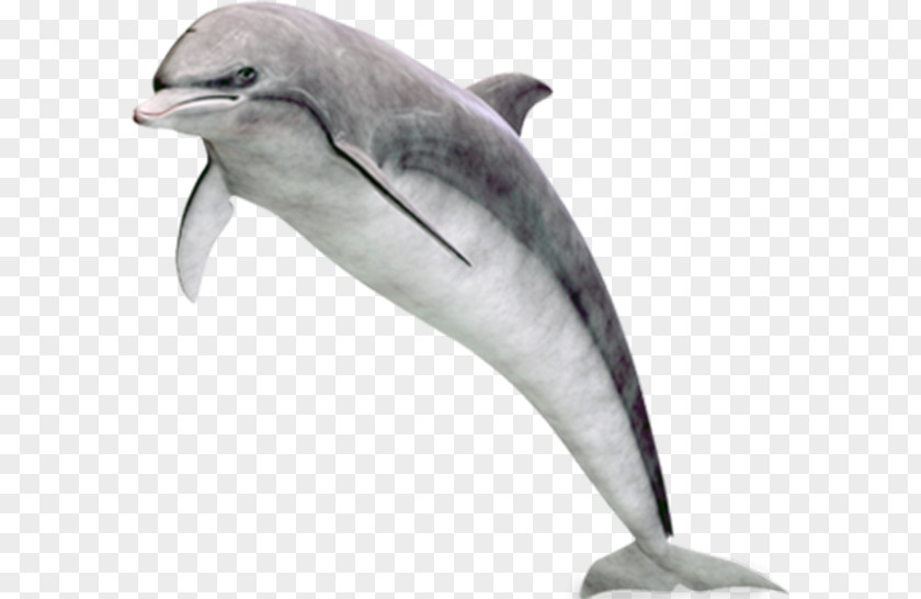 Dolphin Common Bottlenose Tucuxi Short-beaked Rough-toothed White-beaked PNG