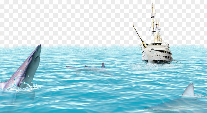 Dolphin Marine Vessels Background Material Poster Sea PNG