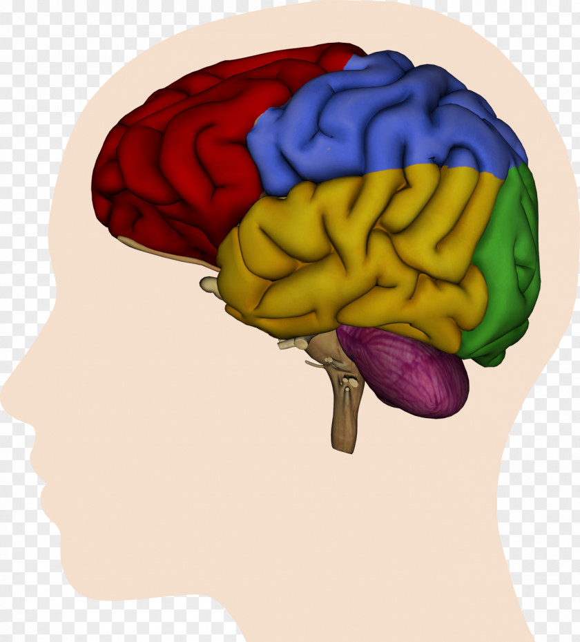 The Brain Human Cerebral Hemisphere Lateralization Of Function Parietal Lobe PNG