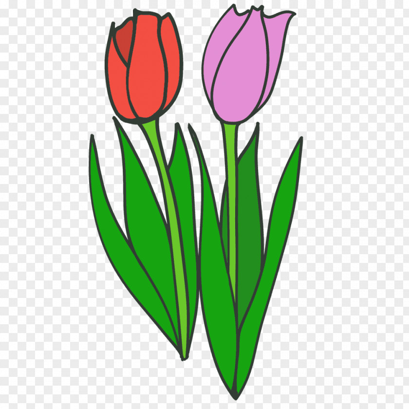 Tulip Cut Flowers Illustration Plant Stem PNG
