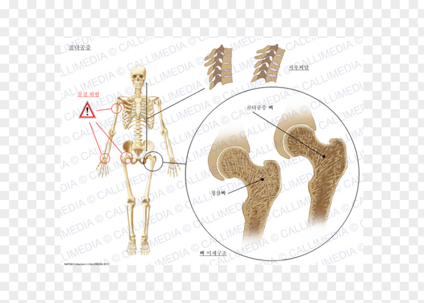 Ear Homo Sapiens PNG