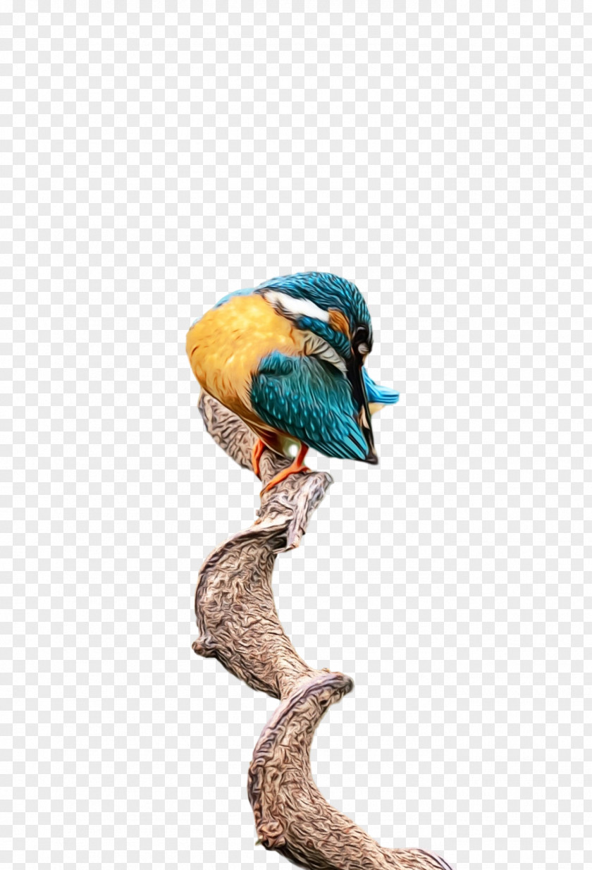 Feather PNG