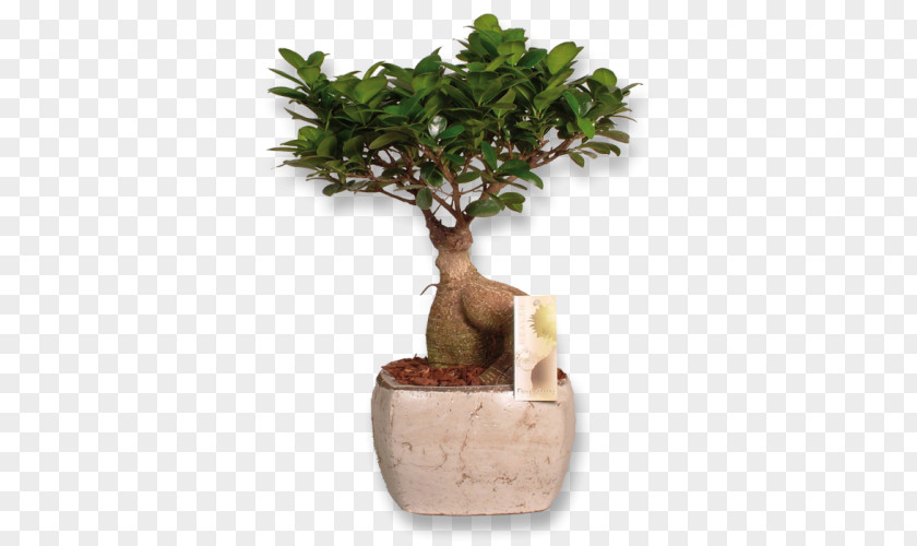 Ginseng Ficus Retusa Weeping Fig Microcarpa Indoor Bonsai PNG