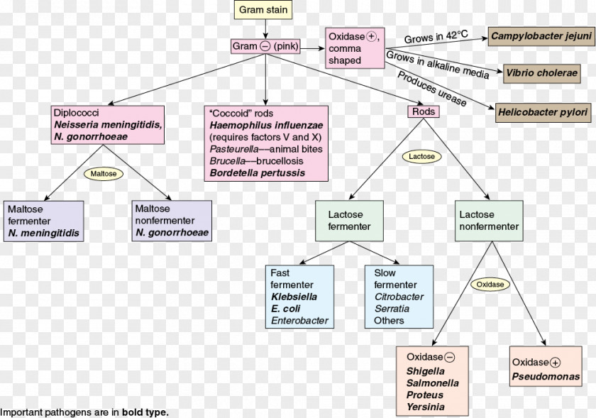 Gram-negative Bacteria Gram-positive Microbiology Flowchart PNG