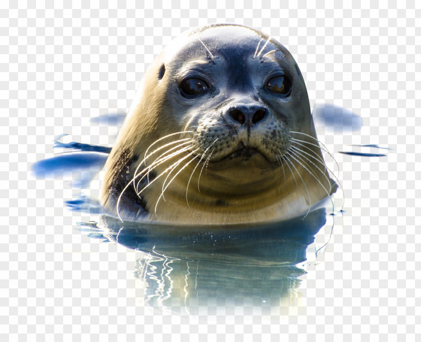Seal In Water Freemake Video Downloader PNG