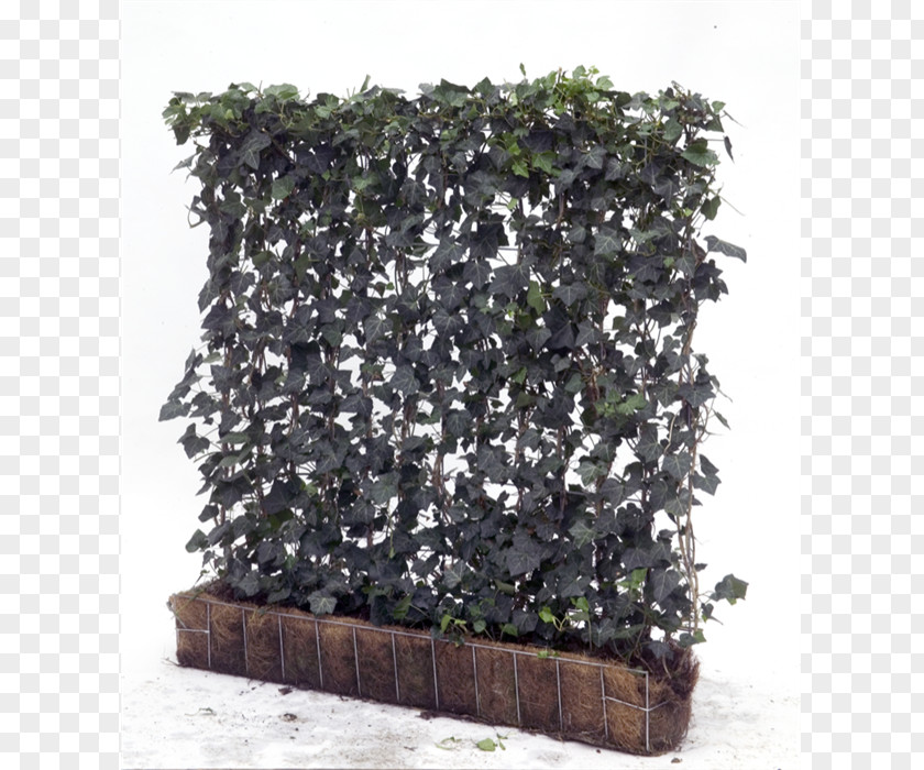 Tree Common Ivy Hedge Green Wall Vine Garden PNG