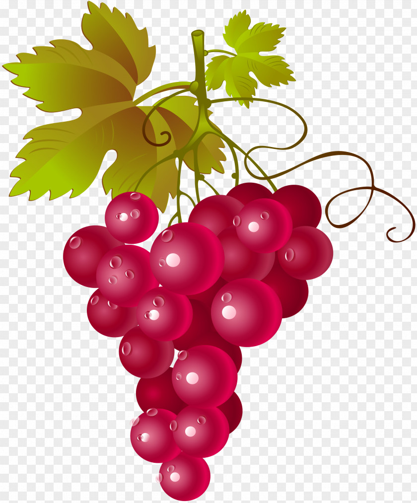 Wine Common Grape Vine Red Concord Muscadine PNG