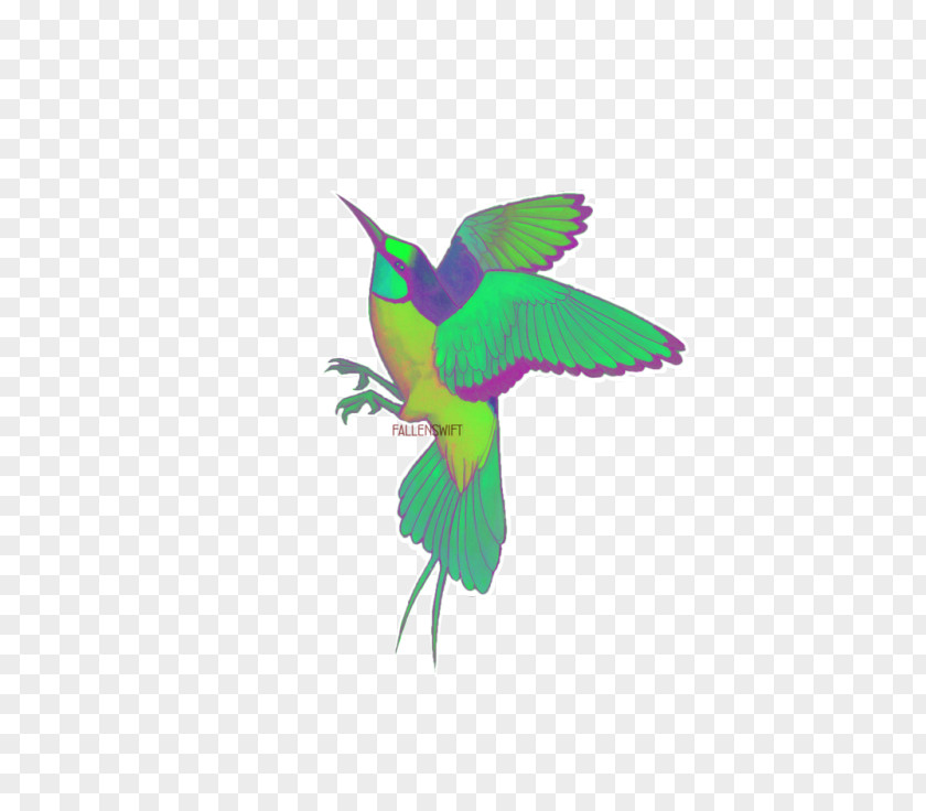 Biodiversity Watercolor Hummingbird Beak Fauna Feather PNG