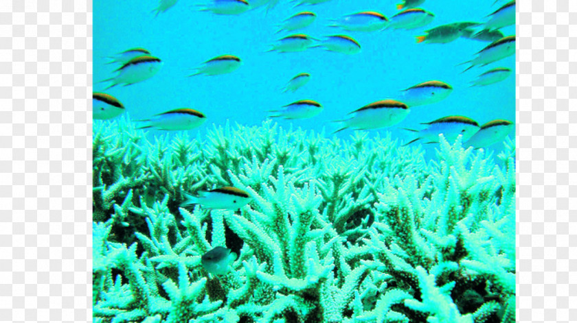 Corales Coral Reef Fish University Of California, Davis Stony Corals Marine Biology PNG