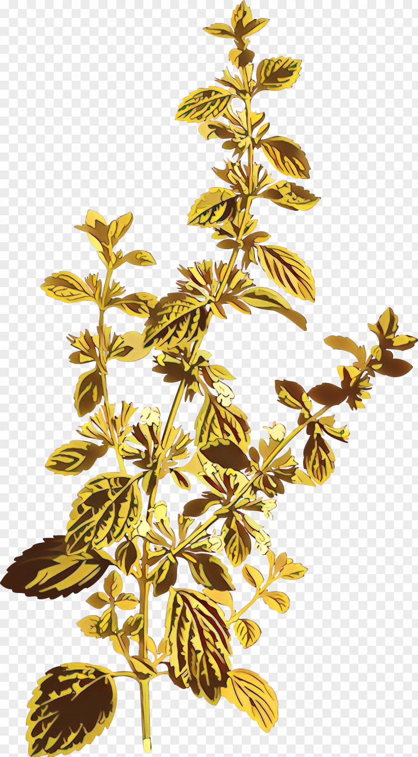 Lemon Balm Medicinal Plants Herb Drawing PNG