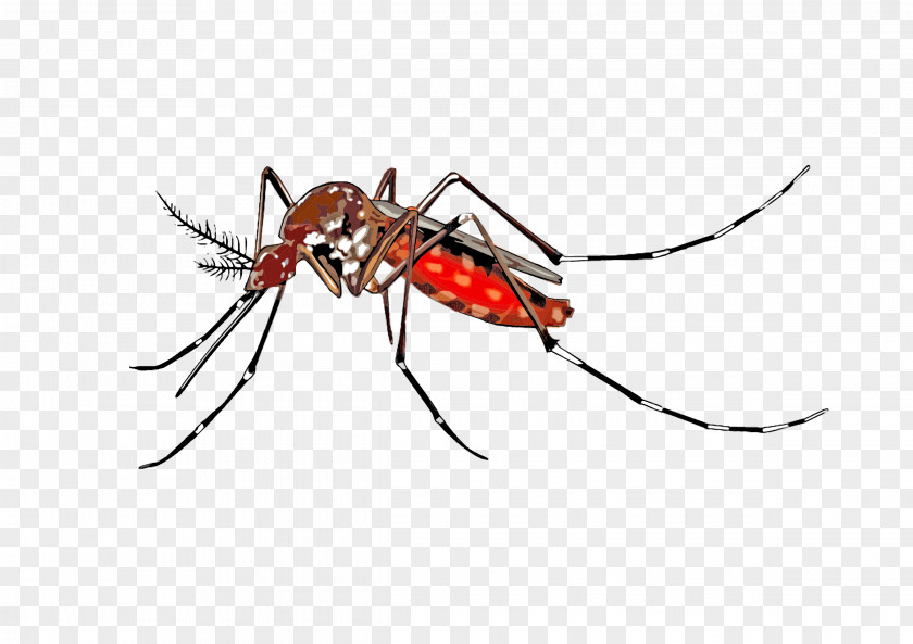 Mosquito Yellow Fever Insect Clip Art PNG