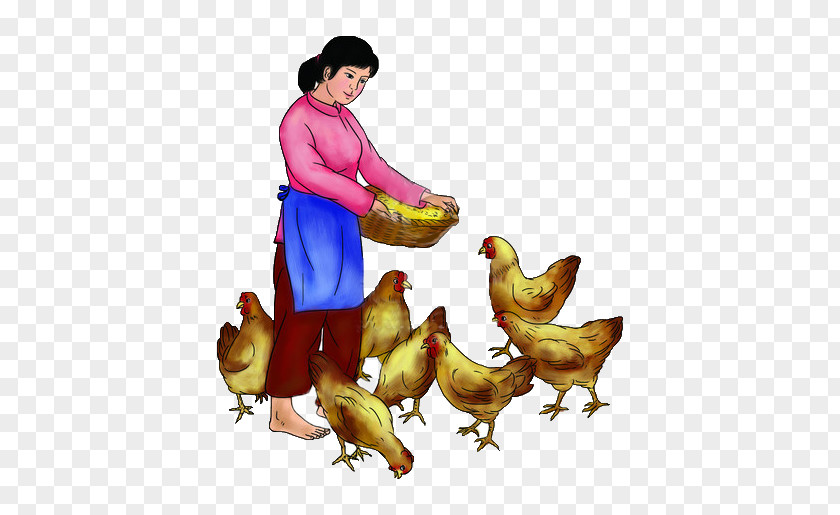 Rural Women Feed The Hens Chicken Rooster Illustration PNG