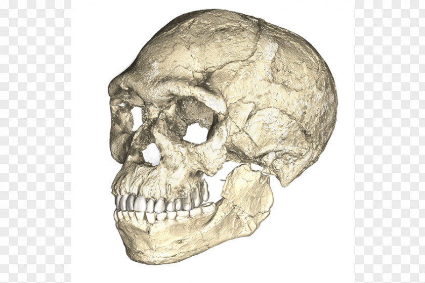 Science Homo Sapiens Early Human Migrations Fossil Recent African Origin Of Modern Humans PNG