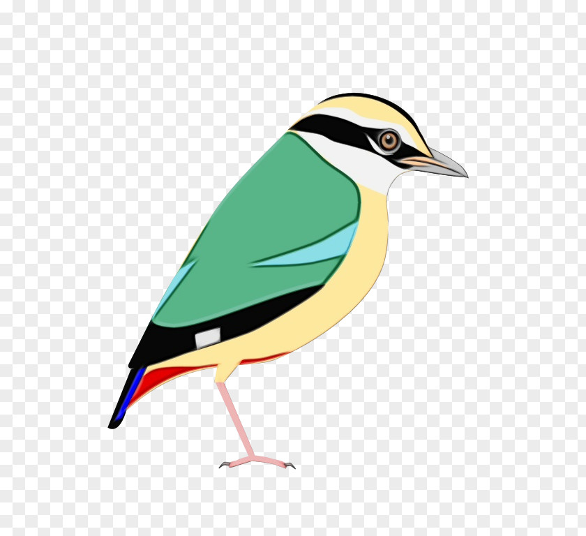 Songbird Perching Bird Cartoon PNG