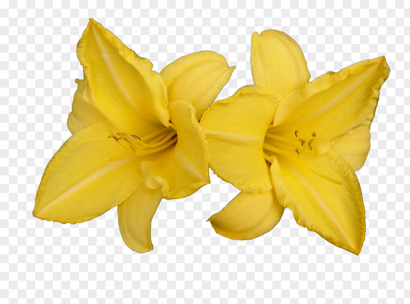 Carambola Daylily Lilium PNG