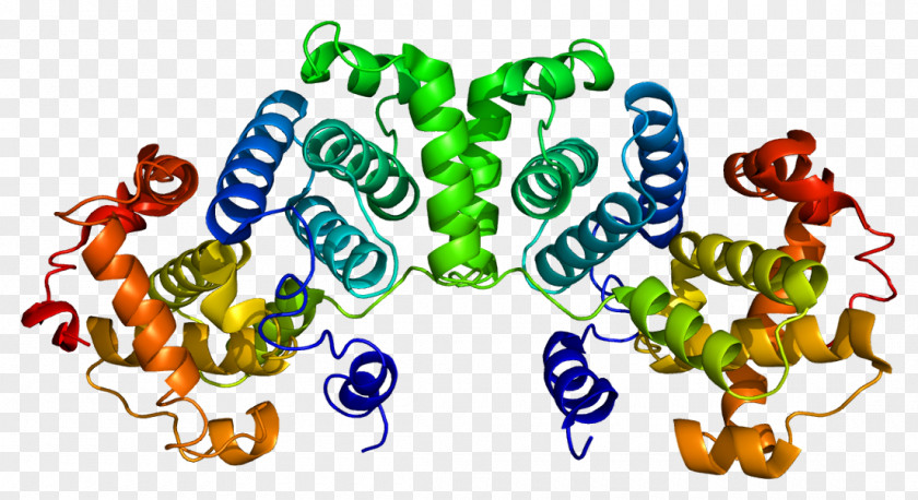 Cyclin B1 Cyclin-dependent Kinase 1 Mitosis PNG