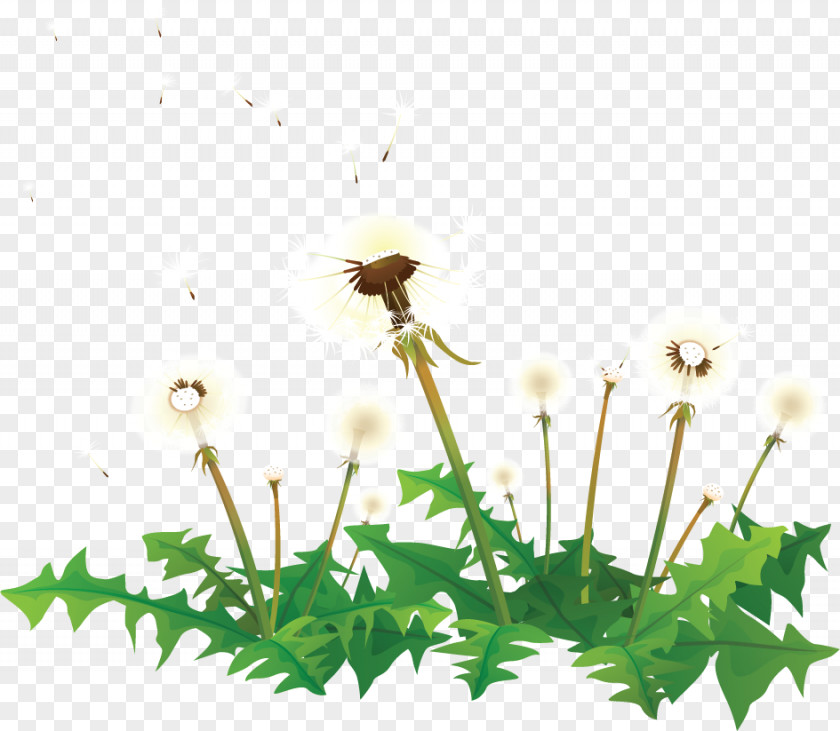 Dandelion Clip Art PNG