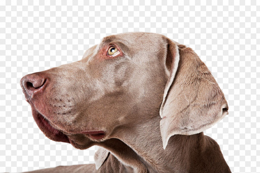Dog,puppy,pet,animal Weimaraner Puppy Dog Breed Stock Photography PNG