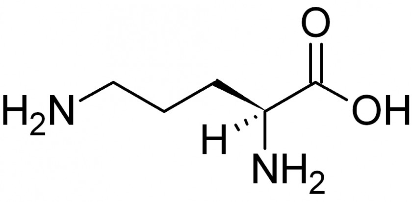 Glutamine Glutamic Acid Amino Leucine Tryptophan PNG