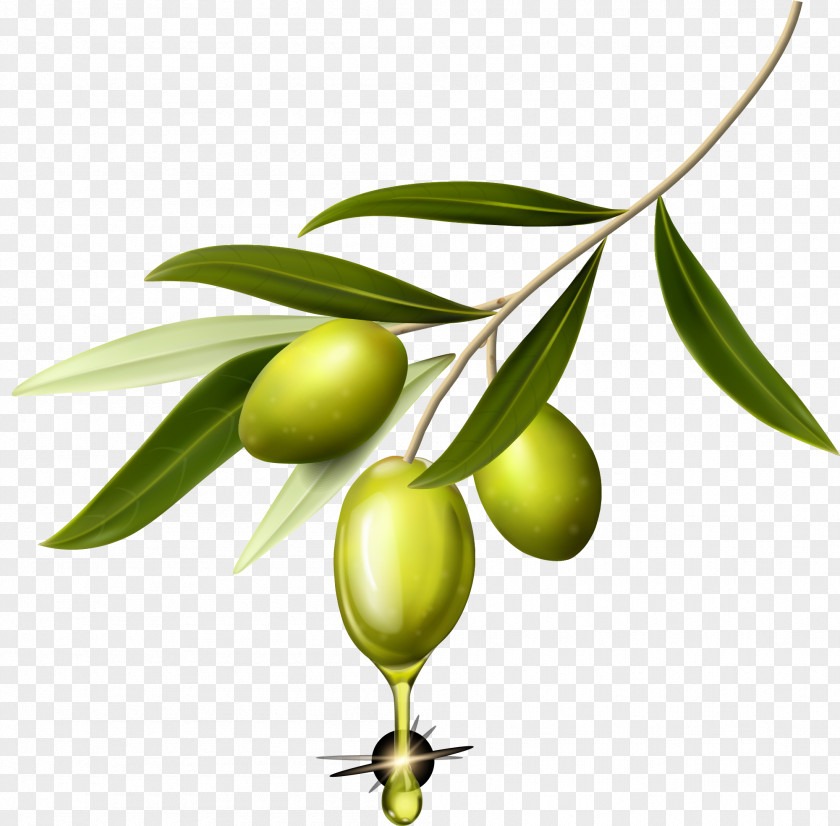 Green Olive Decoration Pattern Computer Wallpaper PNG