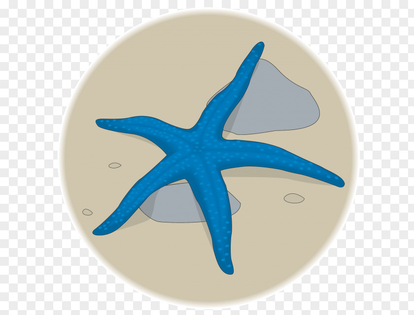 Starfish Clip Art Illustration Photography Image Fotosearch PNG