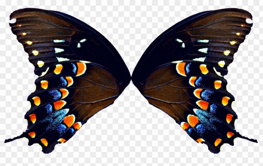Wings Butterfly DeviantArt Clip Art PNG