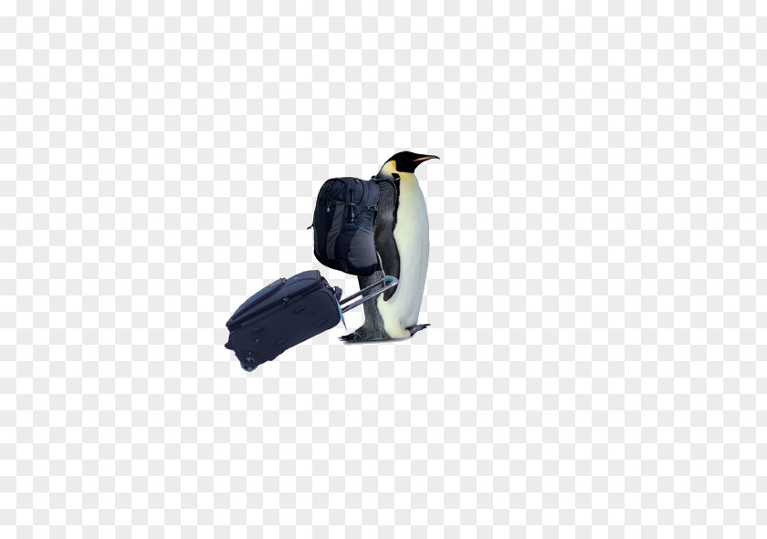 Backpackers Travel Penguin South Pole Bird Download PNG