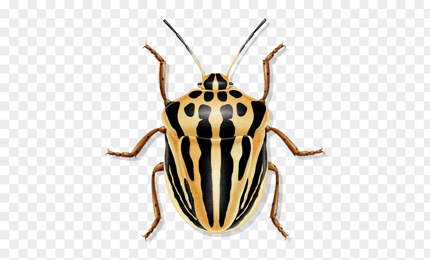 Biological Medicine Advertisement Beetle Pest Terrestrial Animal Insect PNG