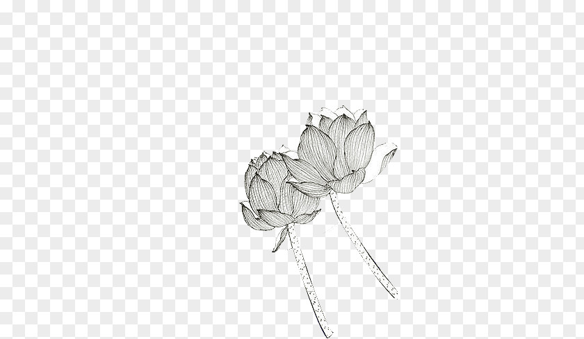 Hand Drawn Sketch Lotus Drawing Black And White PNG