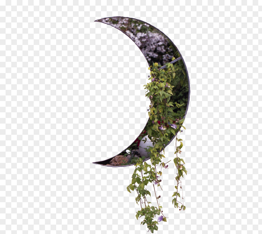 Moon Garden Succulent Plant Flower PNG