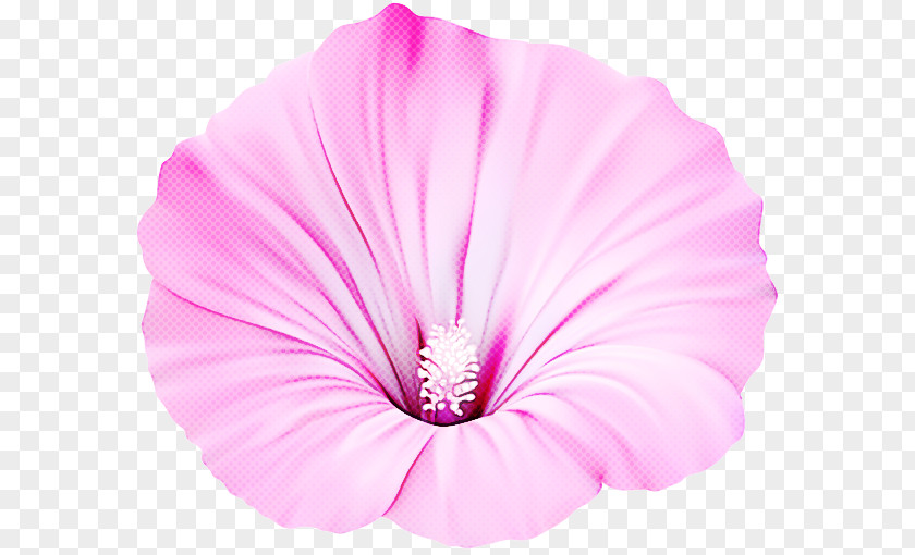 Pink Petal Flower Plant Tree Mallow PNG