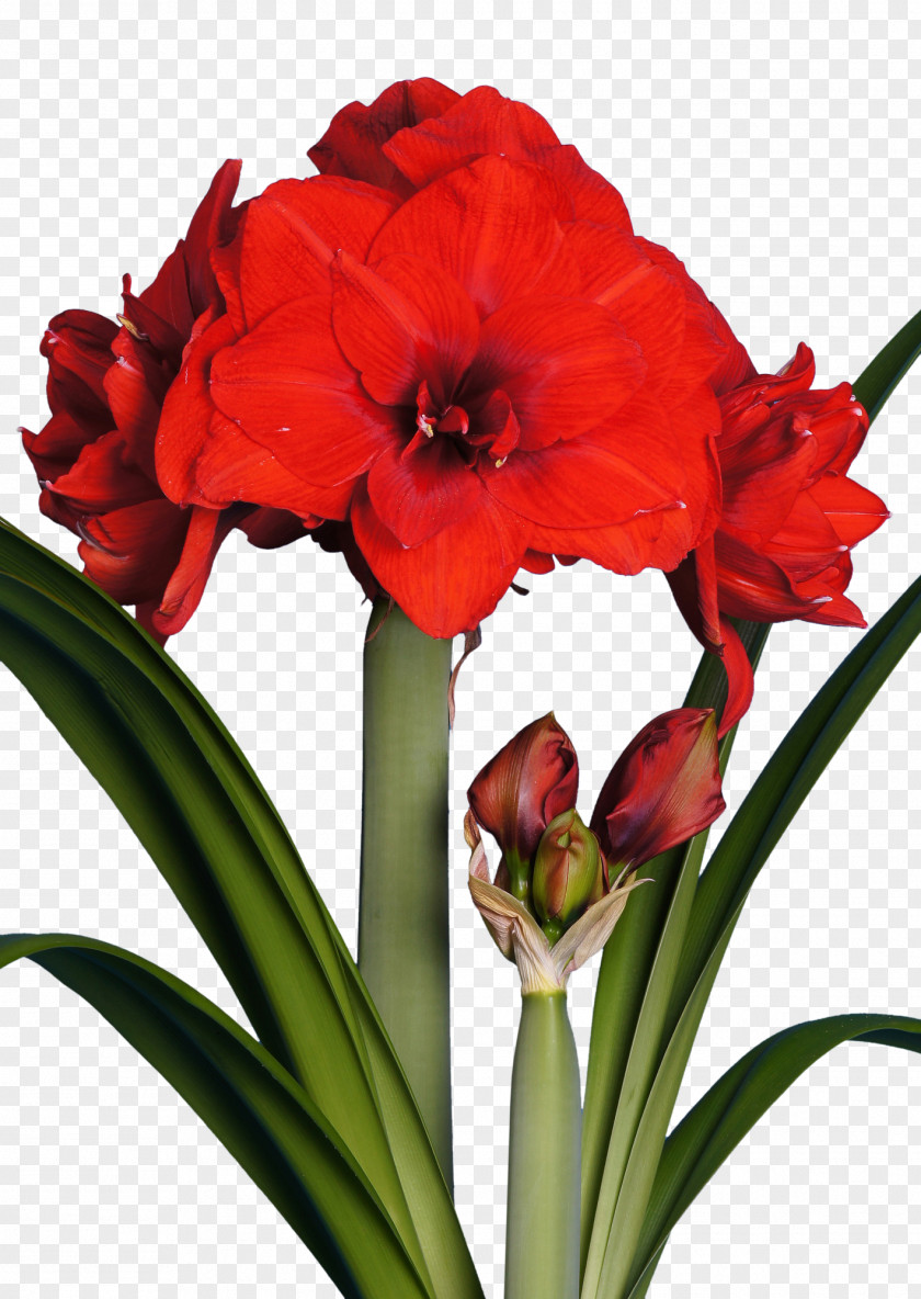 Bulbe Amaryllis Flower Red Bulb White PNG