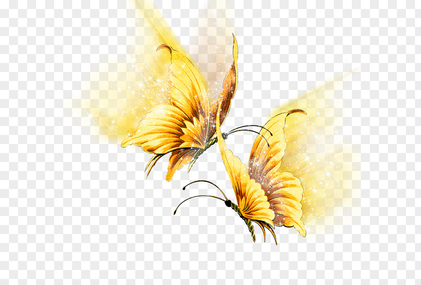 Butterfly Birthday Idea Insect PNG