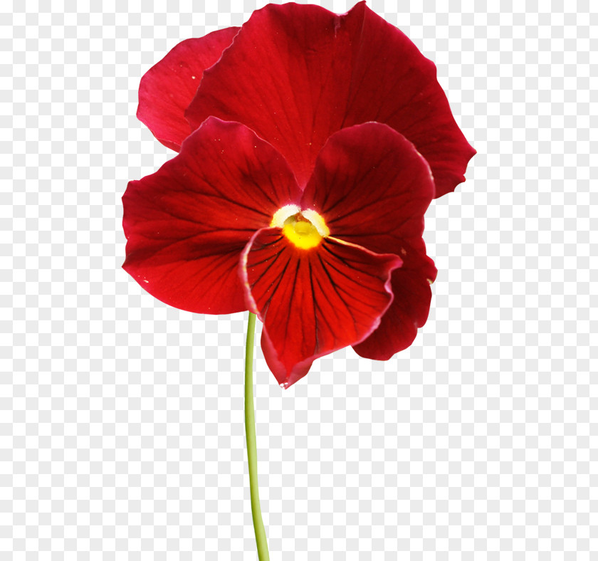 Flower Pansy Petal Violet PNG