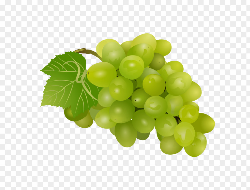 Grape Sultana Clip Art Vector Graphics PNG