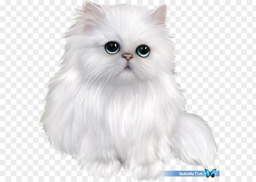 Kitten Persian Cat Exotic Shorthair Siamese Ragdoll British PNG