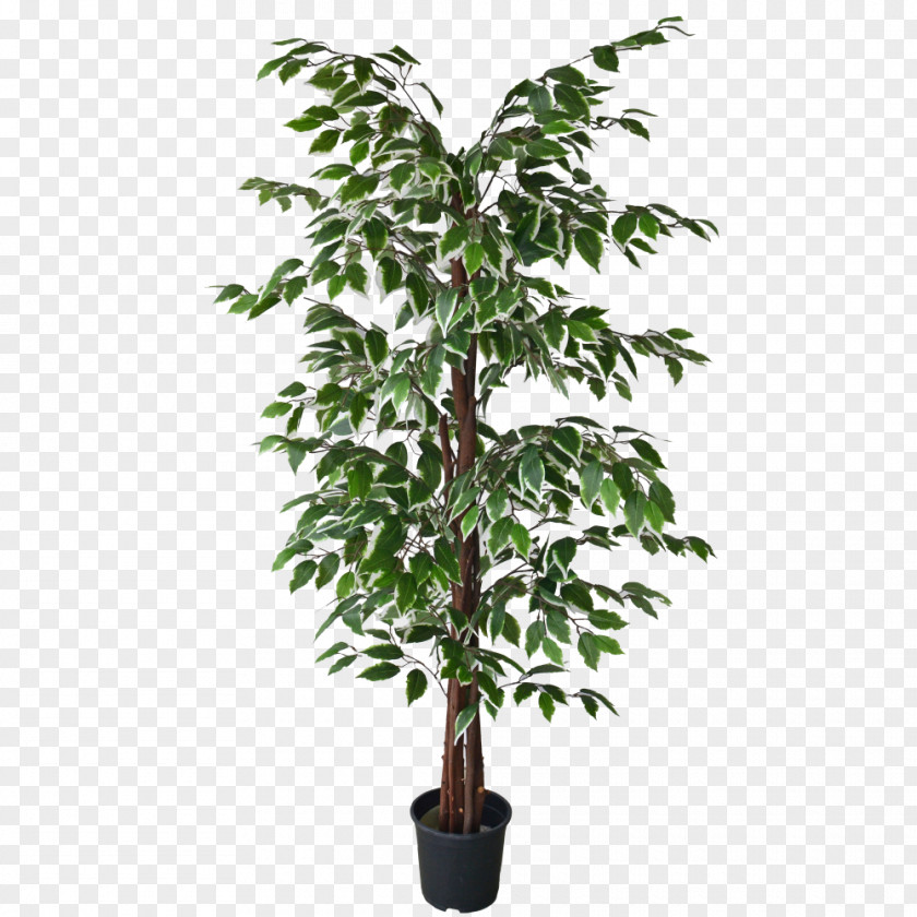 Tree Branch White Leaf Weeping Fig PNG