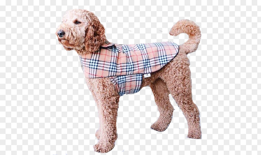 Trench Coat Standard Poodle Miniature Goldendoodle Cockapoo Spanish Water Dog PNG