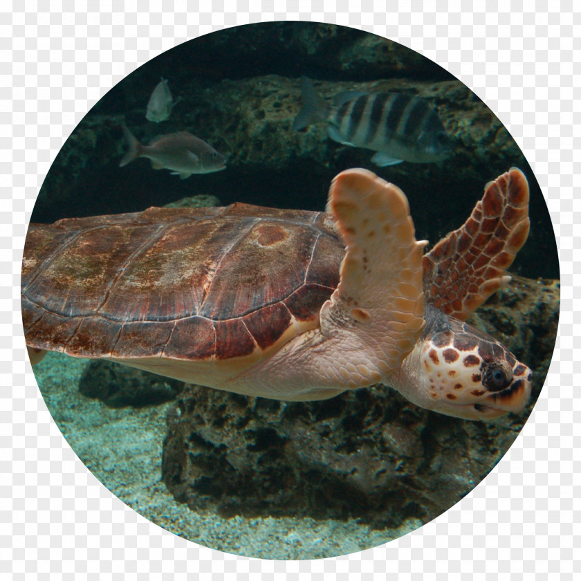 Turtle Loggerhead Sea Acuario De Gijón Aquarium Box Turtles PNG