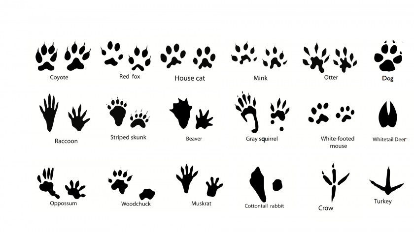 Animal Footprints Cliparts Squirrel Dog Track Footprint Clip Art PNG