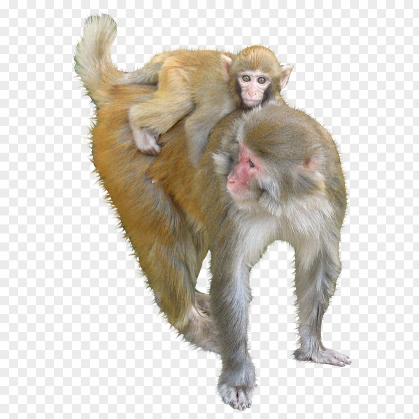 Animals Monkeys Macaque Ape Monkey PNG