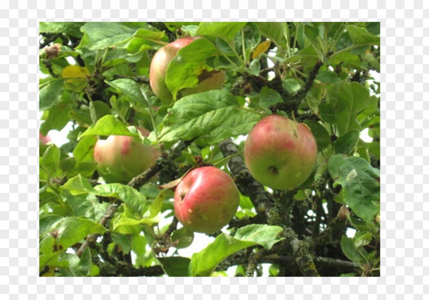 Apple Fruit Tree Branching PNG