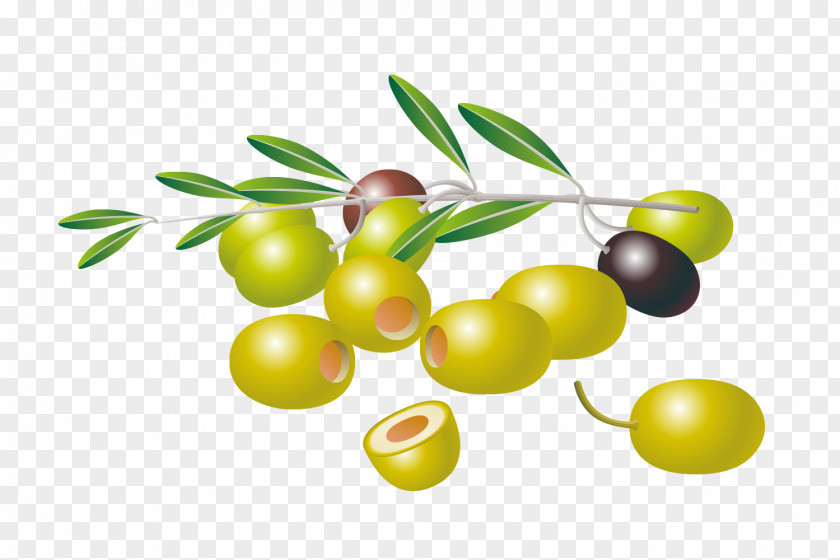 Olive Material Free Content Clip Art PNG