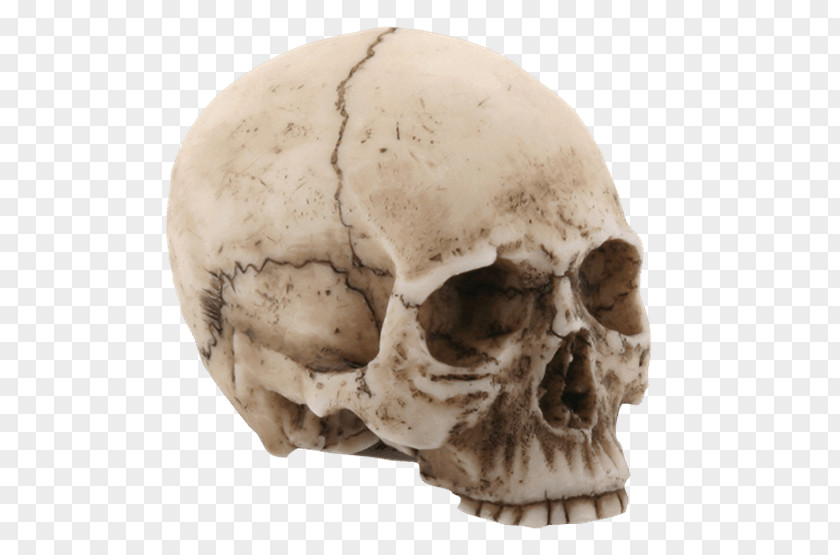 Skull Jaw Human Head Statue Homo Sapiens PNG