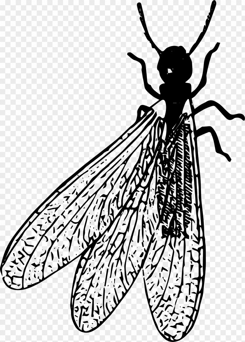 Insect Cockroach Termite Pest Clip Art PNG