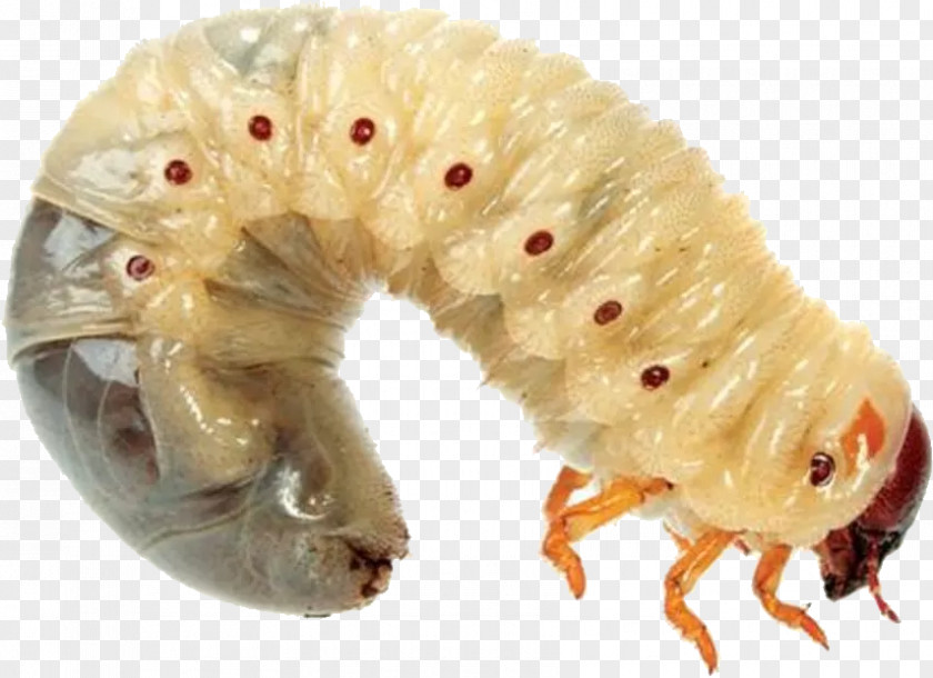 Maggots Rat-tailed Maggot Worm Housefly PNG