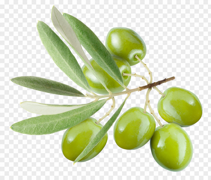 Olives Olive Leaf Oil PNG