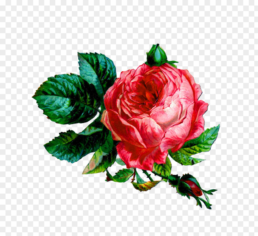 Rose Download Collage Image Art Desktop Wallpaper PNG