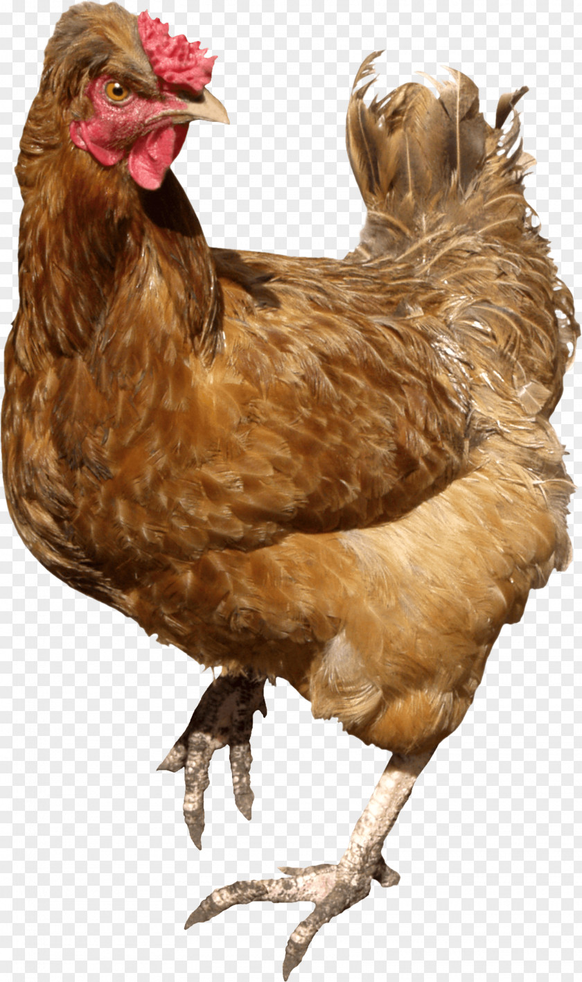Chicken Image Meat Curry Buffalo Wing PNG