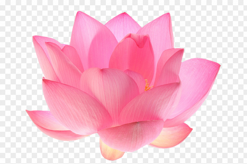 Flower Nelumbo Nucifera Egyptian Lotus Seed PNG